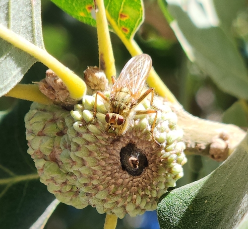iNaturalist observation photo of Golden Dung Fly
