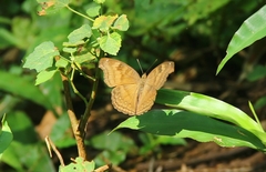 Junonia iphita iphita