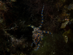 Hapalochlaena maculosa