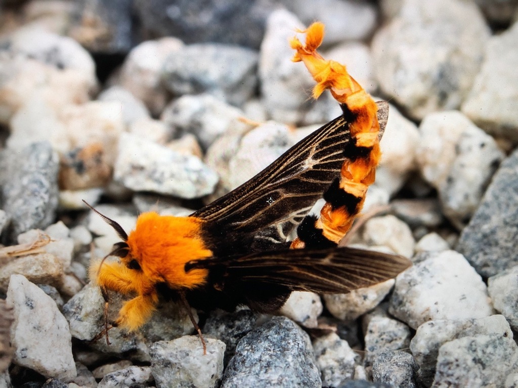Saunders' Case Moth