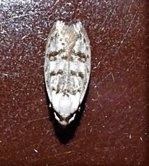 Scatochresis innumera