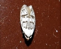 Scatochresis innumera