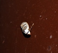 Scatochresis innumera
