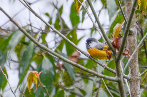Golden-breasted Fulvetta (Lioparus chrysotis), photo 9