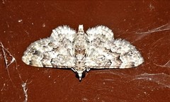 Gymnoscelis lophopus