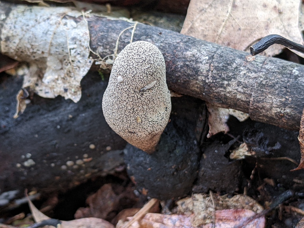 Dead Moll's Fingers from Stony Creek Metropark on July 16, 2023 at 10: ...