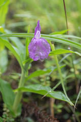 Roscoea auriculata
