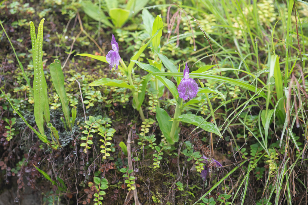 Roscoea auriculata; photograph (c) Morten Ross, some rights reserved (CC BY)