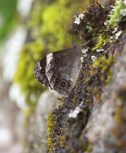 Photo of Chumbi Wall (Chonala masoni)