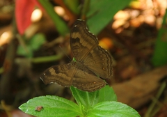 Junonia iphita iphita