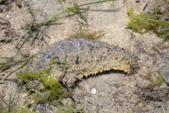 Holothuria scabra
