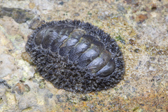 Acanthopleura gemmata