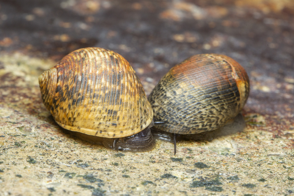 Nerita undulata