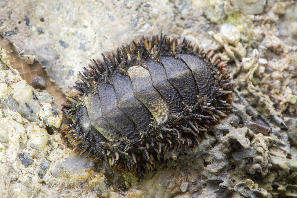 Acanthopleura