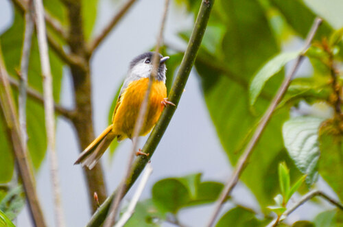 Golden-breasted Fulvetta (Lioparus chrysotis), photo 6