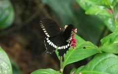 Papilio polytes