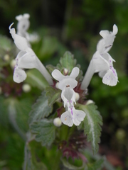 Lamium bifidum