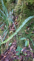 Asplenium castaneum