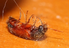 Heteropsoa australis