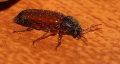 Heteropsoa australis