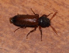 Heteropsoa australis