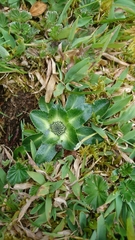 Eryngium humile