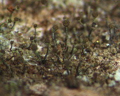 Chaenotheca chlorella