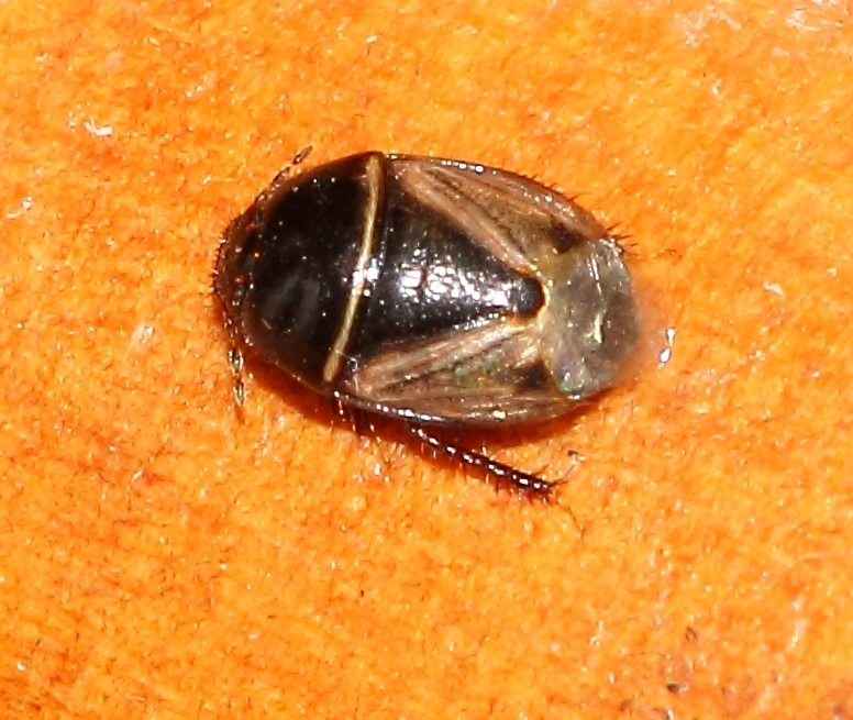 Microporus lautipennis