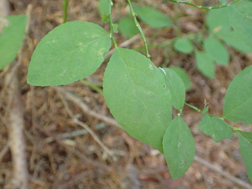 Image of Vaccinium alaskaense by no rights reserved