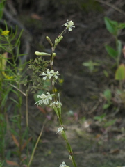 Silene tatarica