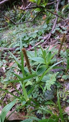 Plantago australis