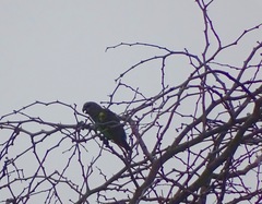 Poicephalus meyeri