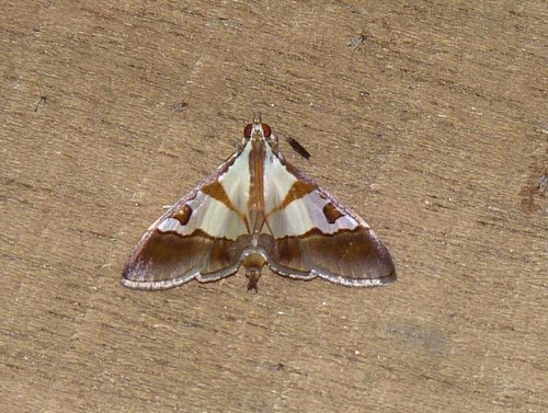Dausara amethysta