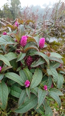 Phytolacca bogotensis