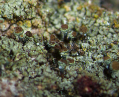 Chaenotheca phaeocephala