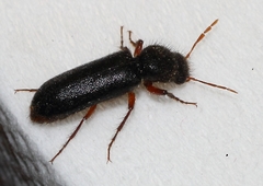 Heteropsoa australis