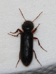 Heteropsoa australis