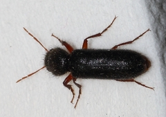 Heteropsoa australis