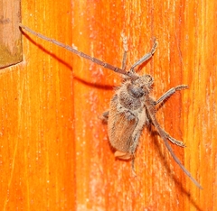 Crinarnoldius maculatus