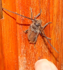 Crinarnoldius maculatus