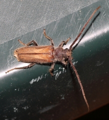 Crinarnoldius maculatus