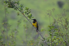 Pseudoleistes guirahuro