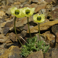 Papaver radicatum kluanense