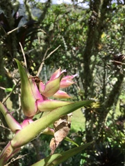 Tillandsia biflora