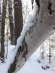 Vuilleminia comedens