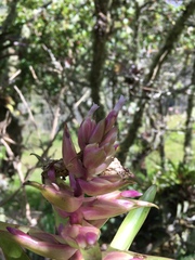 Tillandsia biflora