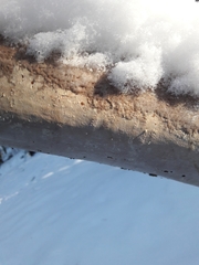 Vuilleminia comedens