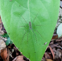 Hygropoda lineata
