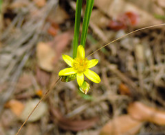 Tricoryne anceps