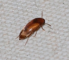 Anaspidinae